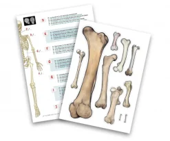 Esqueleto 45 cm