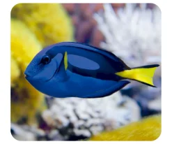 Linterna Proyector Océano