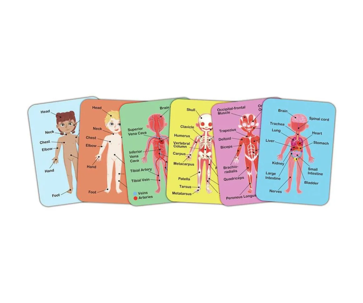 Puzzle Magnético del Cuerpo Humano